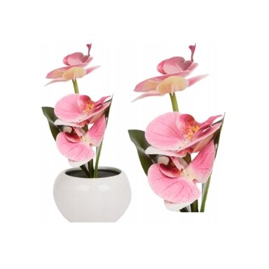 Dekoratyvinis augalas vazonėlyje – Orchidėja su LED