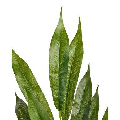 Dirbtinis augalas vazone su tikros medienos kamienu WILLOW TREE, 180 cm 3